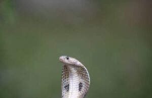 ਸੱਪ ਦੇ ਡੰਗ ਤੋਂ ਬਚਣ ਅਤੇ ਇਲਾਜ ਸਬੰਧੀ ਐਡਵਾਈਜ਼ਰੀ ਕੀਤੀ ਜਾਰੀ