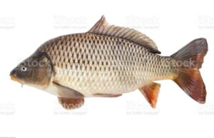 ਦੋਰਾਹਾ ਉਪ ਮੰਡਲ ਸਰਹਿੰਦ ਨਹਿਰ ‘ਤੇ ਉਸਾਰੀਆਂ ਸਾਖਾਵਾਂ ‘ਚ ਮੱਛੀ ਫੜਨ ਦੀ ਬੋਲੀ 11 ਸਤੰਬਰ ਨੂੰ !