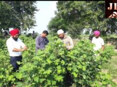 ਕ੍ਰਿਸ਼ੀ ਵਿਗਿਆਨ ਕੇਂਦਰ ਦੇ ਮਾਹਿਰਾਂ ਵੱਲੋਂ ਨਰਮੇਂ ਦੇ ਖੇਤਾਂ ਦਾ ਦੌਰਾ ਕੀਤਾ