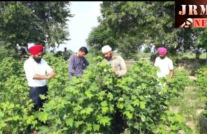 ਕ੍ਰਿਸ਼ੀ ਵਿਗਿਆਨ ਕੇਂਦਰ ਦੇ ਮਾਹਿਰਾਂ ਵੱਲੋਂ ਨਰਮੇਂ ਦੇ ਖੇਤਾਂ ਦਾ ਦੌਰਾ ਕੀਤਾ