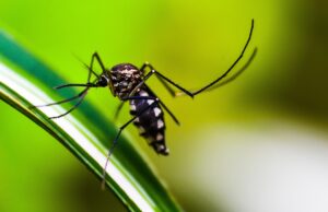 Dengue report 08-10-2023 (Ludhiana) !