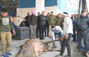 ਨਗਰ ਨਿਗਮ, ਪ੍ਰਸ਼ਾਸਨ ਨੇ ਨੂਰਪੁਰ ਬੇਟ ਇਲਾਕੇ ਵਿੱਚ ਕਾਰਕਸ ਯੂਟੀਲਾਈਜੇਸ਼ਨ ਪਲਾਂਟ ਕੀਤਾ ਚਾਲੂ !