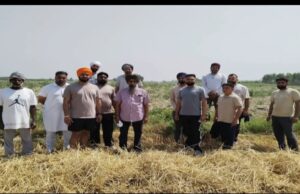 बदमाशों ने एक किसान के खेत से 1200 से अधिक यूकेलिप्टस के पेड़ काट डाले