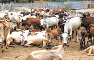 झारखंड हाईकोर्ट ने राज्य में गोमांस प्रतिबंध लागू करने के लिए उठाए गए कदमों पर DGP से हलफनामा मांगा