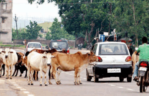 छत्तीसगढ़ हाईकोर्ट ने NHAI को आवारा पशुओं के कारण होने वाली राजमार्ग दुर्घटनाओं को रोकने का निर्देश दिया